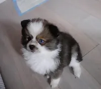 Parti Pomeranian , a female Pomeranian for sale in Queens, NY – Photo 2 of 7