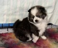 Parti Pomeranian , a female Pomeranian for sale in Queens, NY – Photo 5 of 7