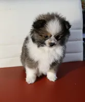 Parti Pomeranian , a female Pomeranian for sale in Queens, NY – Photo 3 of 7