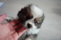 Parti Pomeranian , a female Pomeranian for sale in Queens, NY – Photo 1 of 7