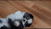 Parti Pomeranian , a female Pomeranian for sale in Queens, NY – Photo 7 of 7