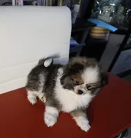 Parti Pomeranian , a female Pomeranian for sale in Queens, NY – Photo 4 of 7