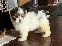Willow, a female Yorkshire Terrier for sale in Coshocton, OH – 3 of 5