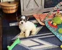Willow, a female Yorkshire Terrier for sale in Coshocton, OH – 2 of 5