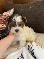 Willow, a female Yorkshire Terrier for sale in Coshocton, OH – 5 of 5