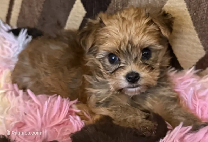 Sherry – Yorkshire Terrier puppy for sale in Bayonne, NJ