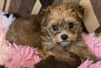 Sherry, a female Yorkshire Terrier for sale in Bayonne, NJ – 1 of 5