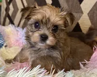 Sherry, a female Yorkshire Terrier for sale in Bayonne, NJ – 3 of 5