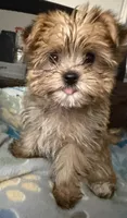 Sherry, a female Yorkshire Terrier for sale in Bayonne, NJ – 1 of 6