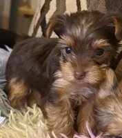 Lucy , a female Yorkshire Terrier for sale in Bayonne, NJ – 2 of 4