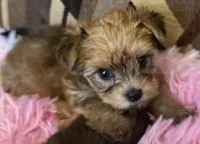Sherry, a female Yorkshire Terrier for sale in Bayonne, NJ – 5 of 5