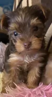 Lucy , a female Yorkshire Terrier for sale in Bayonne, NJ – 3 of 4