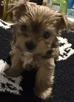 Stormy, a female Yorkshire Terrier for sale in Bayonne, NJ – Photo 2 of 4