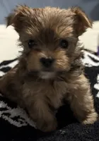 Stormy, a female Yorkshire Terrier for sale in Bayonne, NJ – Photo 3 of 4