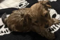 Rosy, a female Yorkshire Terrier for sale in Bayonne, NJ – Photo 3 of 4