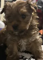 Rosy, a female Yorkshire Terrier for sale in Bayonne, NJ – Photo 1 of 4