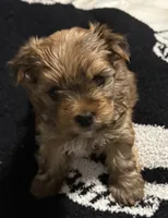 Rosy, a female Yorkshire Terrier for sale in Bayonne, NJ – Photo 4 of 4