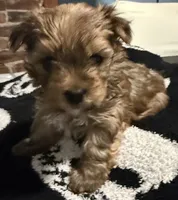 Rosy, a female Yorkshire Terrier for sale in Bayonne, NJ – Photo 2 of 4