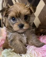 Sherry, a female Yorkshire Terrier for sale in Bayonne, NJ – 4 of 5