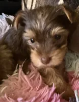 Lucy , a female Yorkshire Terrier for sale in Bayonne, NJ – 4 of 4