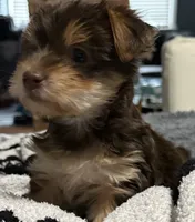 Coco, a female Yorkshire Terrier for sale in Bayonne, NJ – Photo 2 of 4