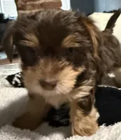 Coco, a female Yorkshire Terrier for sale in Bayonne, NJ – Photo 4 of 4