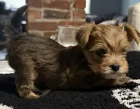 Rocky, a male Yorkshire Terrier for sale in Bayonne, NJ – Photo 5 of 5