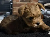 Rocky, a male Yorkshire Terrier for sale in Bayonne, NJ – Photo 3 of 5