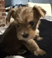 Rocky, a male Yorkshire Terrier for sale in Bayonne, NJ – Photo 2 of 5