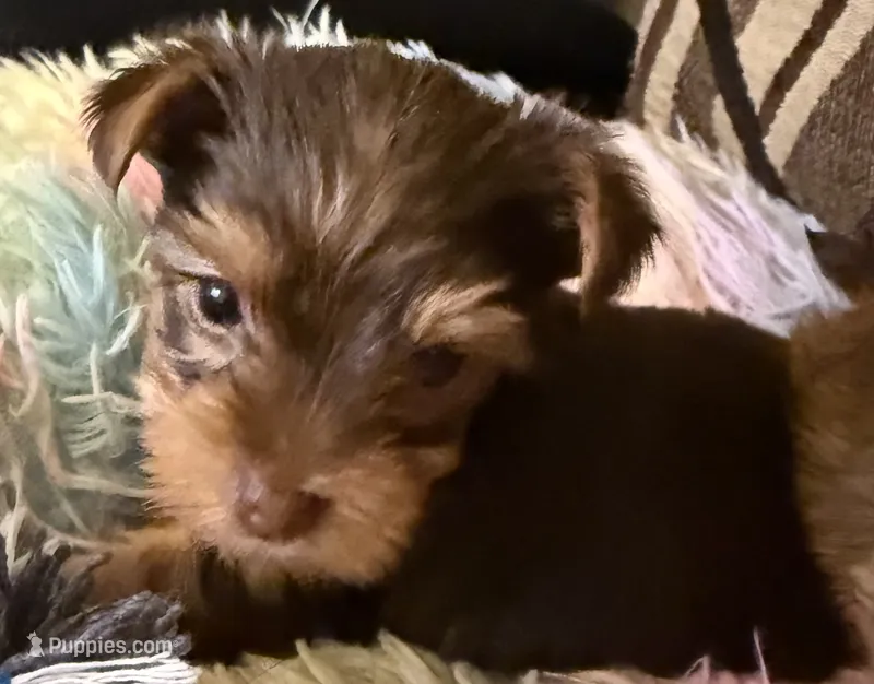 Lucy  – Yorkshire Terrier puppy for sale in Bayonne, NJ