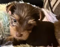Lucy , a female Yorkshire Terrier for sale in Bayonne, NJ – 1 of 4
