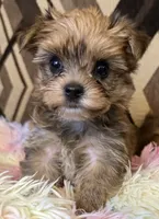 Sherry, a female Yorkshire Terrier for sale in Bayonne, NJ – 2 of 5
