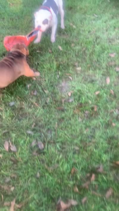 Beans, a male American Bully for sale in Newport News, VA – 7 of 7