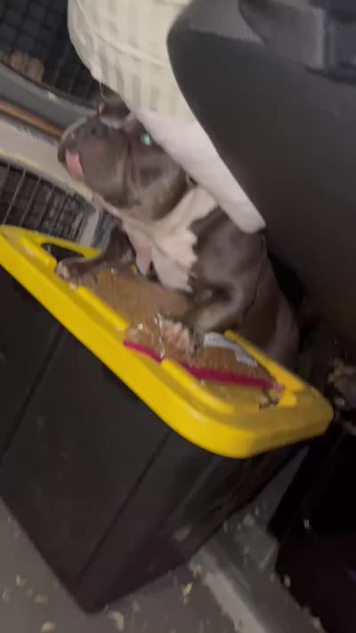 Beans, a male American Bully for sale in Newport News, VA – 4 of 7