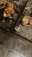 Beans, a male American Bully for sale in Newport News, VA – 3 of 7