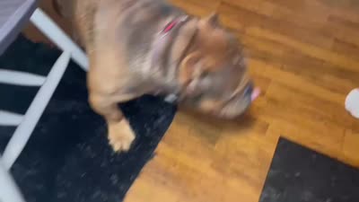 Beans, a male American Bully for sale in Newport News, VA – 6 of 7