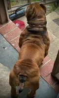 Beans, a male American Bully for sale in Newport News, VA – 5 of 7