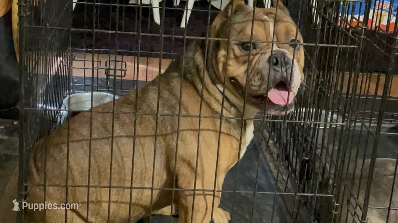 Beans – American Bully puppy for sale in Newport News, VA