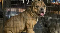 Beans, a male American Bully for sale in Newport News, VA – 1 of 7