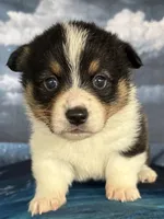 Tri boy , a male Pembroke Welsh Corgi for sale in Chowchilla, CA – Photo 1 of 2