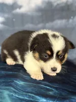 Tri boy , a male Pembroke Welsh Corgi for sale in Chowchilla, CA – Photo 2 of 2