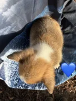 Red puppy 3, a male Pembroke Welsh Corgi for sale in Chowchilla, CA – Photo 2 of 2