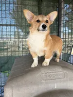 Tiny girl, a female Pembroke Welsh Corgi for sale in Chowchilla, CA – Photo 4 of 4