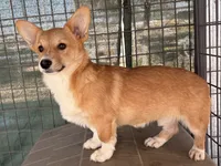 Tiny girl, a female Pembroke Welsh Corgi for sale in Chowchilla, CA – Photo 3 of 4
