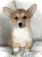 Tiny girl, a female Pembroke Welsh Corgi for sale in Chowchilla, CA – Photo 2 of 4