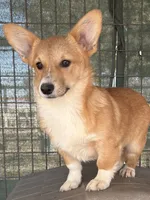 Tiny girl, a female Pembroke Welsh Corgi for sale in Chowchilla, CA – Photo 1 of 4