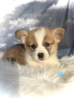 Red puppy 4, a male Pembroke Welsh Corgi for sale in Chowchilla, CA – Photo 1 of 2