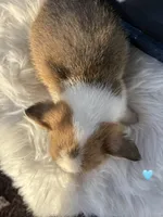 Red puppy 4, a male Pembroke Welsh Corgi for sale in Chowchilla, CA – Photo 2 of 2