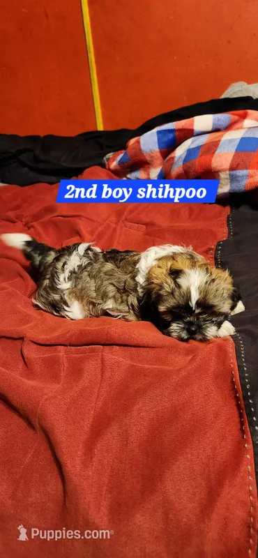 Cookie boy2 – Shihpoo puppy for sale in Purvis, MS