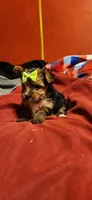  Dixie girl 1, a female Yorkshire Terrier for sale in Purvis, MS – 3 of 4